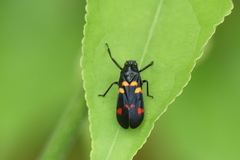 Callitettix versicolor