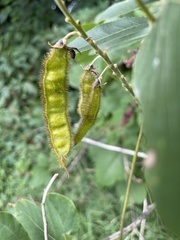 Pueraria montana