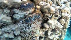 Tridacna maxima