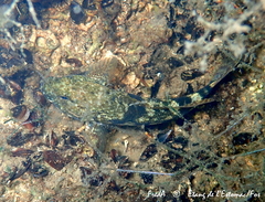 Gobius cobitis