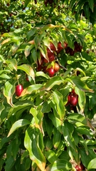 Cornus mas