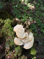 Climacocystis borealis