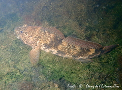 Gobius cobitis