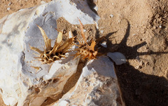 Onobrychis crista-galli