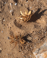 Onobrychis crista-galli