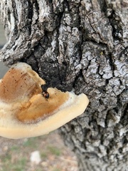 Inonotus hispidus