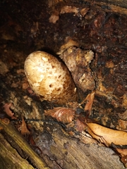 Volvariella bombycina