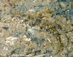 Gobius niger