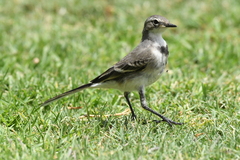Motacilla capensis capensis
