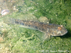Gobius niger