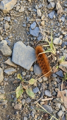 Pyrrharctia isabella