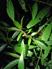 Subdoluseps bowringii