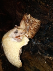 Volvariella bombycina