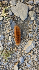 Pyrrharctia isabella