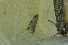 Oneida lunulalis