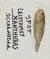 Leiostomus xanthurus