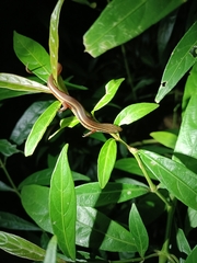 Subdoluseps bowringii