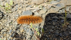 Pyrrharctia isabella