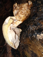 Volvariella bombycina