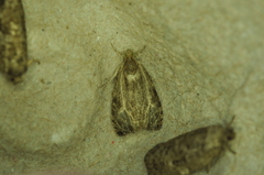 Olethreutes quadrifidum
