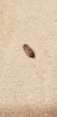 Dermestes lardarius