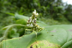 Callibia diana