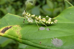 Callibia diana