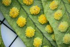 Polypodiopsida