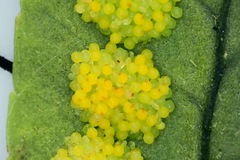 Polypodiopsida