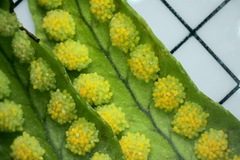 Polypodiopsida