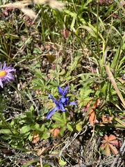 Gentianopsis barbellata