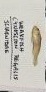 Cynoscion regalis