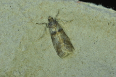 Acrobasis