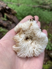 Hypomyces tremellicola
