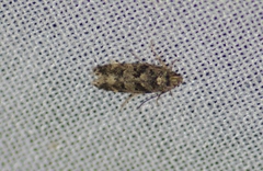 Chionodes bicostomaculella