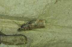 Acrobasis