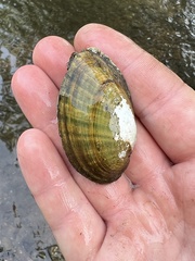 Venustaconcha ellipsiformis