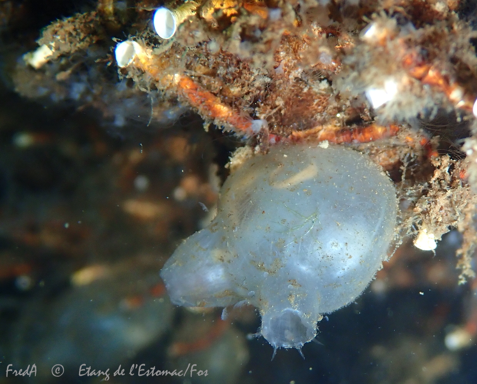 Molgula manhattensis (De Kay, 1843)