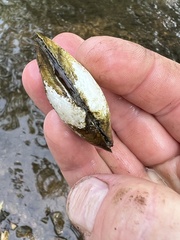 Venustaconcha ellipsiformis