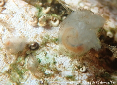 Molgula manhattensis