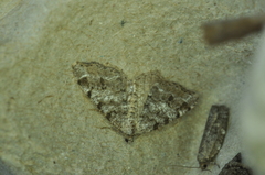 Macaria pinistrobata