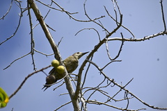 Melanerpes superciliaris