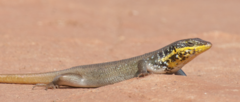 Trachylepis