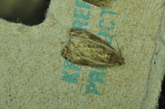 Olethreutes quadrifidum