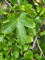Liquidambar styraciflua