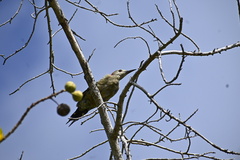 Melanerpes superciliaris