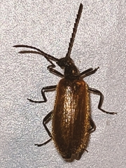 Lagria hirta