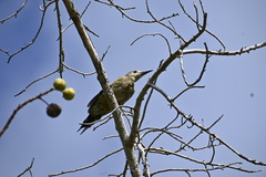 Melanerpes superciliaris