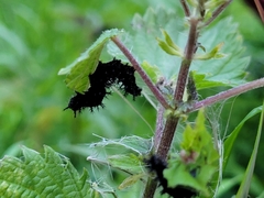 Nymphalini