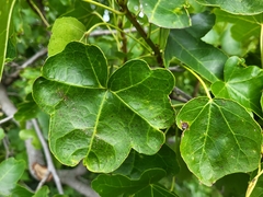 Liquidambar styraciflua
